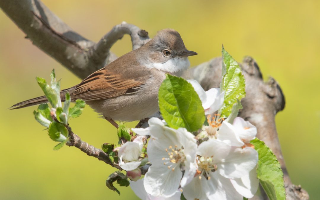 Vögel im Frühling