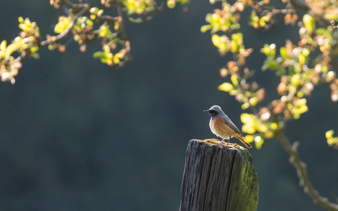 Vögel auf der Obstbaumwiese